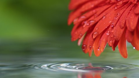 Drops of crystal clear water roll down flower petals and fall into the pond. Wet red daisy gerbera flower with water drops on petals. Delicate summer nature background. Slow motion shot