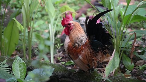 video footage of bantam rooster
