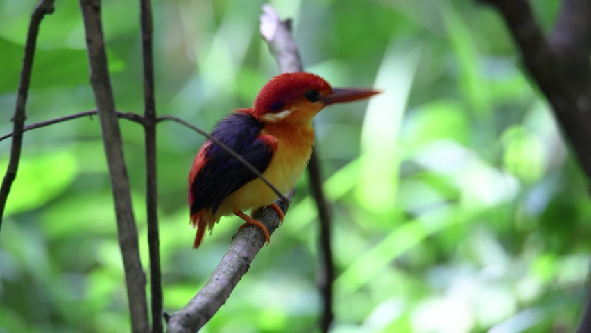 Oriental-dwarf-kingfisher stand on the branches in the green forest.