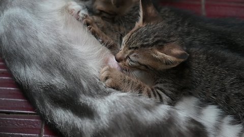 video footage of the kitten suckling its mother
