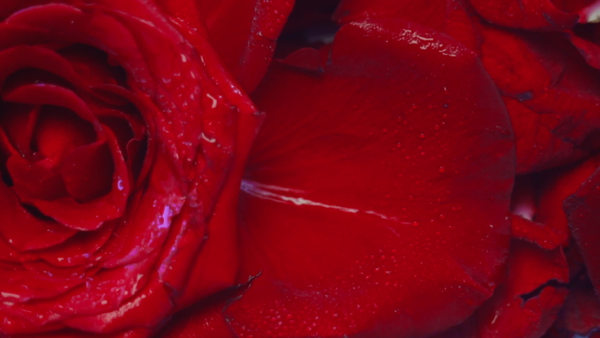 Petals of a bright red rose close-up. There are dew drops on the flowers. Velvet rose. Spa treatment with rose petals. Relaxing bath with rose petals. Concept of cosmetics, beauty, skincare.