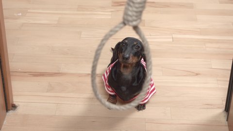 Curious dachshund puppy look at noose with rope hangs from top to bottom in apartment, top view though the loop. The problem of suicide. Punishment of criminals by hanging.