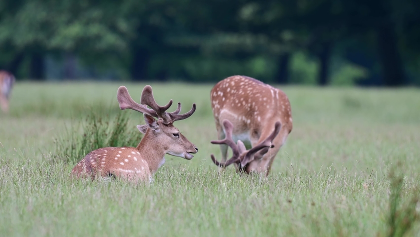 Fallow buck lie on the forest meadow, summer, june, (dama dama), germany  Royalty-Free Stock Footage #1076193251