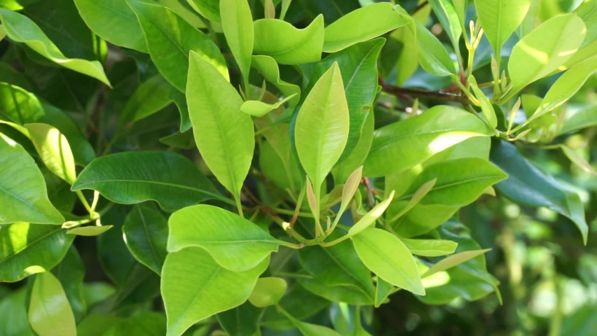 Clove leaves on the tree. Also called cengkih, cengkeh, Syzygium aromaticum and Eugenia aromaticum Royalty-Free Stock Footage #1076195789