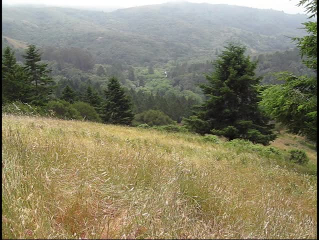 Muir Woods Park in California