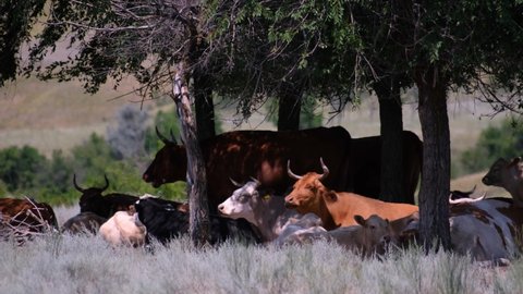 Cows are resting in the shade of trees in hot summer haze