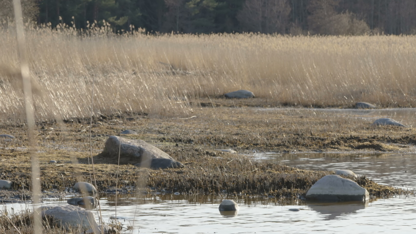 Tall reed grasses on the side of the lake with the big rocks on the water in Estonia