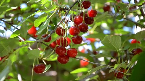 Branch of red cherries shaking on the wind in the light of warm sun. Wild cherry tree big harvest in the summer. Ecological organic agriculture in the village.