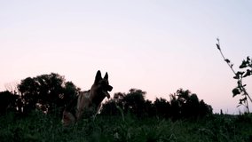 Dog sits in field at sunset, then jumps and catches flying saucer with its mouth. Outdoor games in park with German shepherd. Sports with flying saucer and dog is active and energetic bites it.