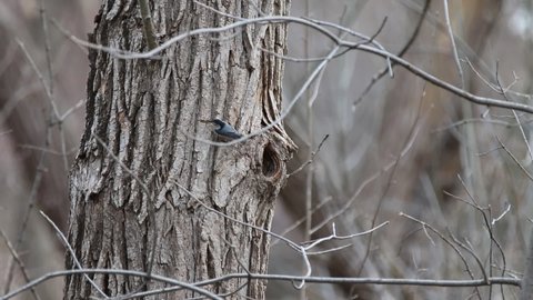 a white-breasted nuthatch made its nest in a tree hole