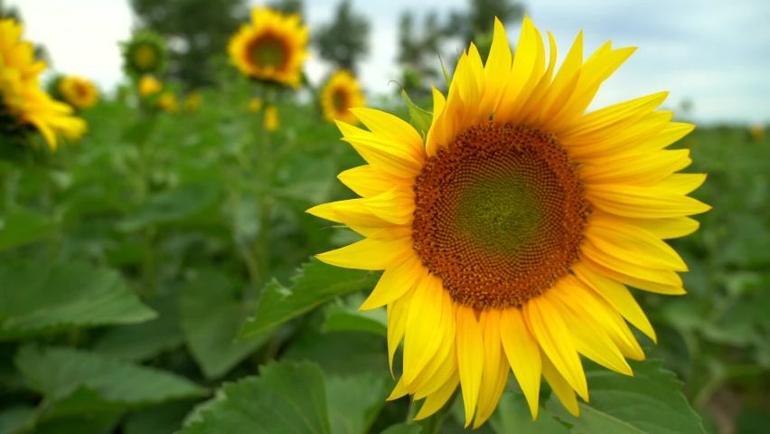 Field of yellow sunflower flowers against a background of clouds. Sunflower sways in the wind. Beautiful fields with sunflowers in the summer in rays of bright sun. Crop of crops ripening in field Royalty-Free Stock Footage #1076207696