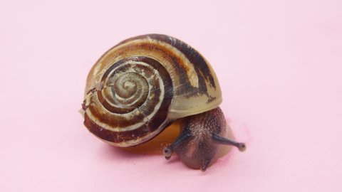 Close-up of a small snail on pink background.4K macro detail