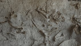 Bone fossils embedded in rock at Dinosaur National Monument  Vernal, Utah, United States
