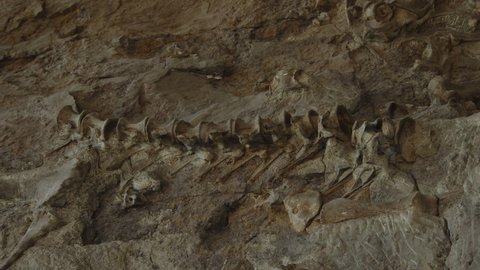 Bone spine fossil embedded in rock at Dinosaur National Monument  Vernal, Utah, United States