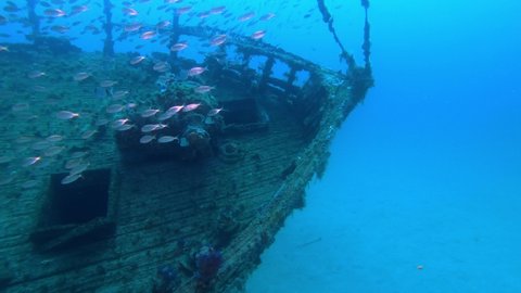 Underwater life - Bream shoal in a shipwreck