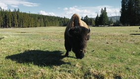Cinematic 4K footage tracking clip of a bison feeding, chewing grass on green forest meadow at scenic blue river creek at Yellowstone national park, Wyoming state, USA. Wilderness summer landscape