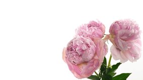 Beautiful pink Peony bouquet background. Blooming peony flowers open, time lapse, close-up. Wedding, macro, easter, spring, Love, birthday, valentine's day, holidays concept timelapse, place for text.