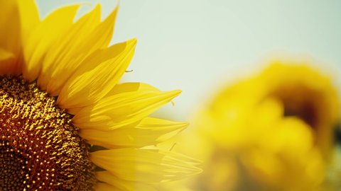 Large yellow sunflower fields sunflower sun summer season plant nature plants on earth, energy sources and sky