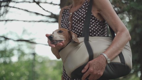 Dachshund carried in pet bag. Cute dog in pet carrier bag. Caucasian senior woman holding carry bag with doggy while walking down street. Elderly owner of small animal travel with pet carrier in city