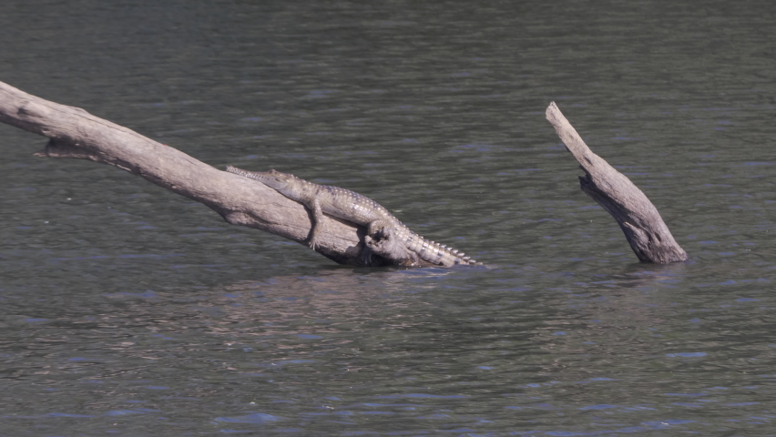 a freshwater crocodile sunning itself on a log at nitmiluk gorge, also known as katherine gorge at nitmiluk national park in the northern territory Royalty-Free Stock Footage #1076223074
