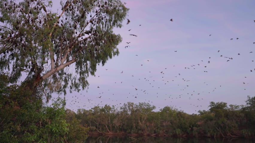 dawn clip of flying fox bats flying and roosting in a tree at nitmiluk gorge, also known as katherine gorge at nitmiluk national park in the northern territory Royalty-Free Stock Footage #1076223077