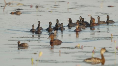 medium shot of coots and ducks at marlgu billabong of parry lagoons nature reserve in the kimberley region of western australia