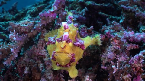 Yellow warty Frogfish (Antennarius maculatus) holding onto coral reef close up shot