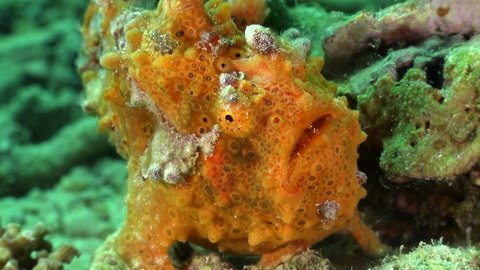 Orange Warty Frogfish (Antennarius macuatus) close up on tropical coral reef