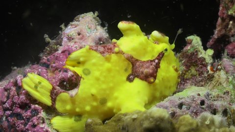 Yellow warty Frogfish (Antennarius maculatus) stretching mouth wide open at night on coral reef