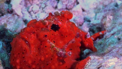 Red warty Frogfish (Antennarius macuatus) close up on coral reef