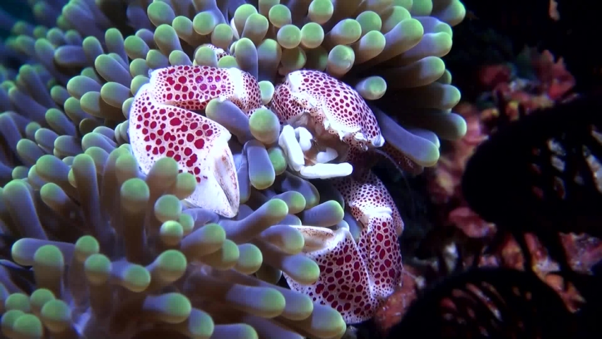 
Porcelain Crab (Neopetrolisthes maculatus) - Close Up - Philippines