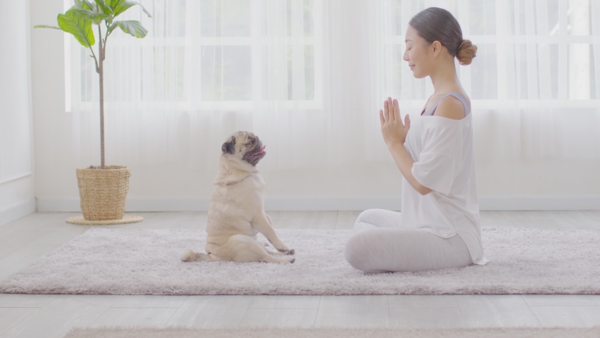 Calm of Beautiful Asian woman practice Breathing yoga lotus pose with cute dog pug breed enjoy and relax with yoga together in living room,Recreation Exercise with Dog at home Concept,Dolly Shot Royalty-Free Stock Footage #1076228177