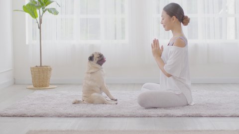Calm of Beautiful Asian woman practice Breathing yoga lotus pose with cute dog pug breed enjoy and relax with yoga together in living room,Recreation Exercise with Dog at home Concept,Dolly Shot