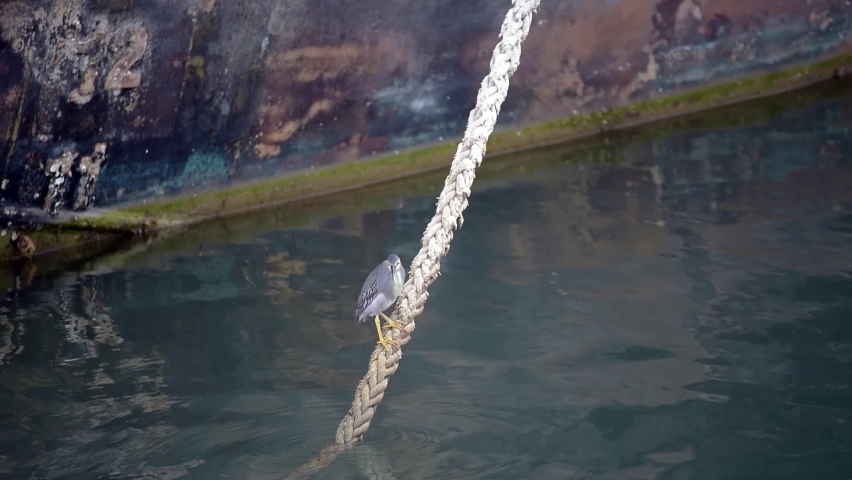 A bird perched on a rope to look for fish