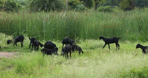Goats eating grass at green fields Kerala