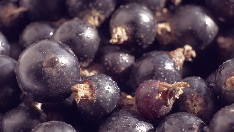 Blackcurrant close up background. Superfood with high nature Antioxidant content. Ascorbic acid and vitamin C. Smooth rotation.