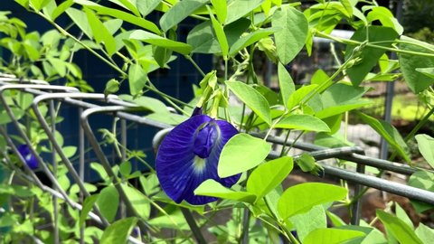 close up of butterfly pea flower bloom blow by wind