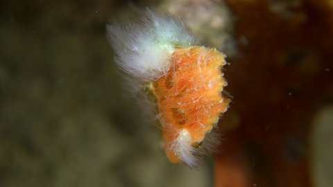 Close up of tail from warty orange frogfish (Antennarius macuatus)