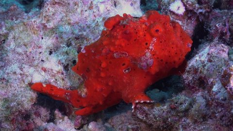 red warty frogfish (Antennarius macuatus0 sitting on coral rocks