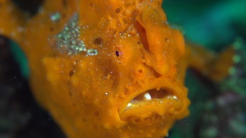 Orange warty Frogfish (Antennarius maculatus) super close up of face, mouth, eye