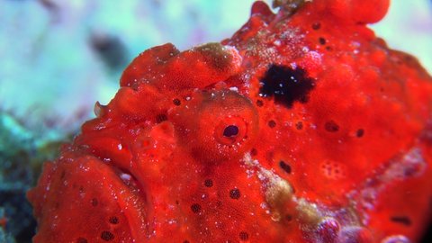 Red warty Frogfish Antennarius macuatus) super close up on coral reef