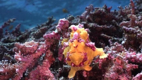 Yellow warty Frogfish (Antennarius maculatus) on coral reef with ocean surface in background