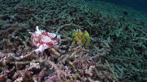 Two warty Frogfish (Antennarius macuatus) mating on coral reef in the Philippines