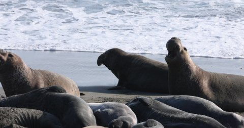 A group of Northern Elephant Seals on San Simeon beach in slow motion