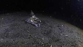 A couple of Coconut Octopus on the seabed in the night. Amazing underwater world of Tulamben, Bali, Indonesia. 