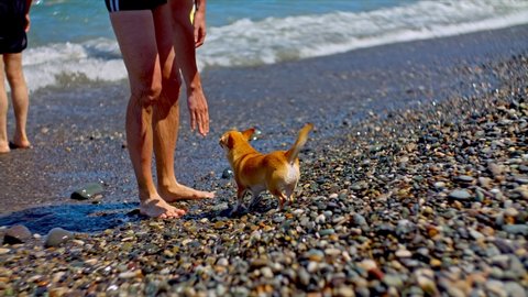 Adorable little chihuahua on the beach at seashore. Looking for his owner. Recreation and summer fun