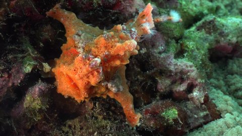 Orange warty Frogfish (Antennarius macuatus) holding onto coral reef