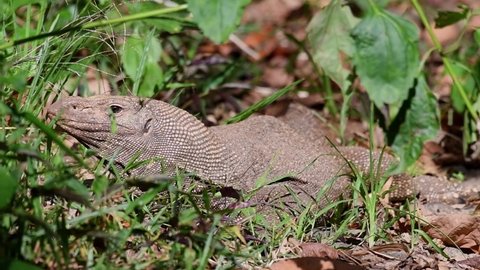 A wild diurnal Clouded Monitor Lizard, Varanus nebulosus, idling under the heat of the afternoon sun within tropical plants in Thailand, Asia.