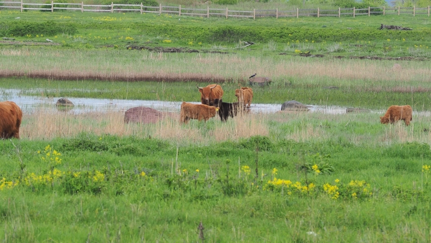 Buffalo, animal wildlife. Head with horns. Buffalo bull concept. big bull. bison closeup. Furry brown. Natural Habitat 