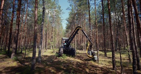 A deforestation harvester removes small trees in the middle of the forest. Thinning of the forest, planned deforestation. The work of machinery in forestry.